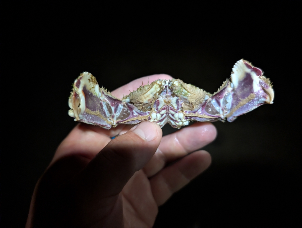 Smooth box crab
