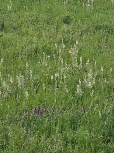 Salvia austriaca, photograph 2