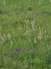 Salvia austriaca, photograph (c) David Sandler, some rights reserved (CC BY)