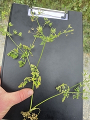 Anthriscus cerefolium, photograph (c) David Sandler, some rights reserved (CC BY)