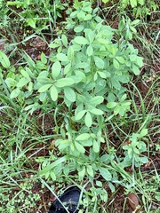 Baptisia nuttalliana