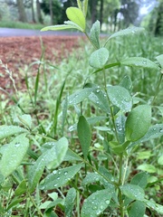 Baptisia nuttalliana