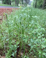 Baptisia nuttalliana
