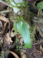 Bulbophyllum