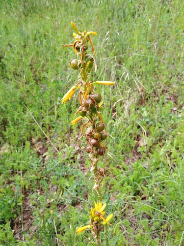 Asphodeline lutea, photograph 4