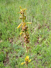 (c) Vladimír Nemček, some rights reserved (CC BY) Asphodeline lutea, photograph (c) Vladimír Nemček, some rights reserved (CC BY)
