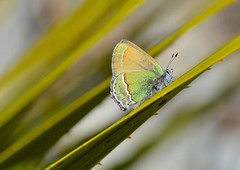Callophrys mcfarlandi