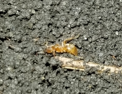 Lasius minutus