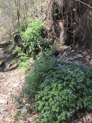 Phacelia bipinnatifida