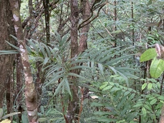 Rhaphidophora tenuis