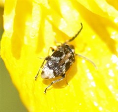 Bruchidius bimaculatus