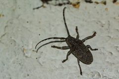 Crossotus stypticus