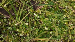 Ranunculus hederaceus