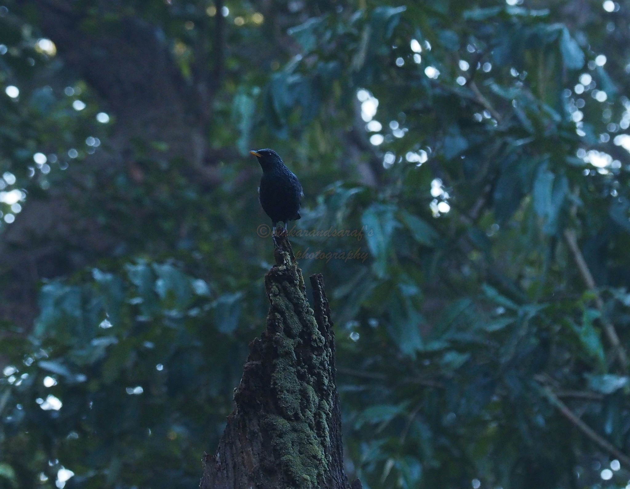 Blue Whistling Thrush