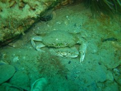 Liocarcinus vernalis