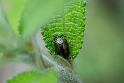 Morphosphaera coomani observed 2026-04-18