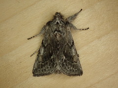 Pleromelloida bonuscula