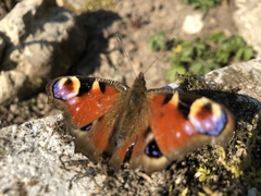 Aglais io