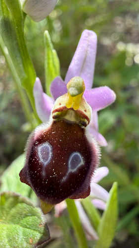 Argolian bee orchid