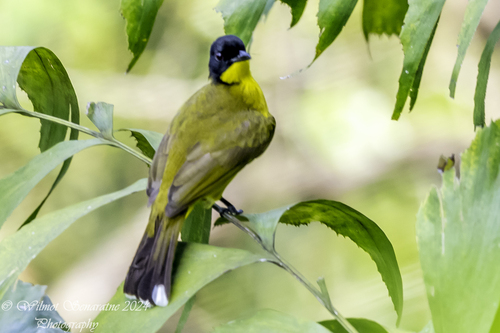 Black-capped Bulbul (Rubigula melanictera), photo 8