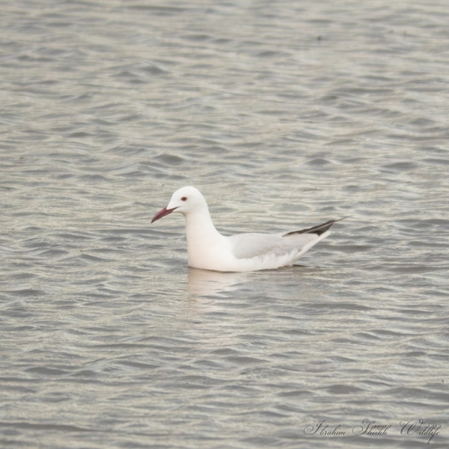 Slender-billed Gull