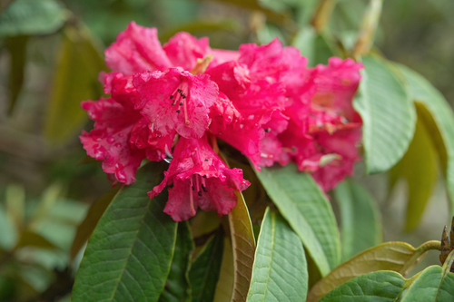 Rhododendron arboreum