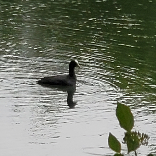 Eurasian Coot