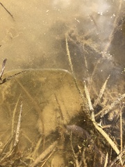 Ameiurus nebulosus