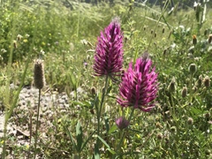 Trifolium purpureum