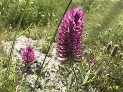 Trifolium purpureum