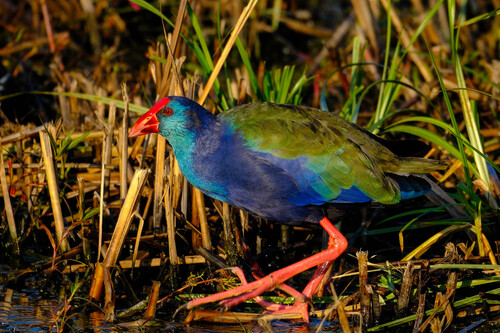 iNaturalist: (c) andrewdressel, some rights reserved (CC BY-NC) iNaturalist image