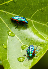 Calidea dregii