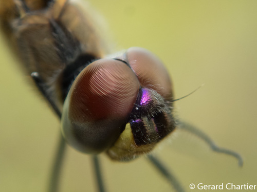 Dancing Dropwing photo 4