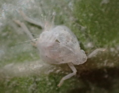 Siphanta acuta