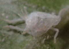 Siphanta acuta