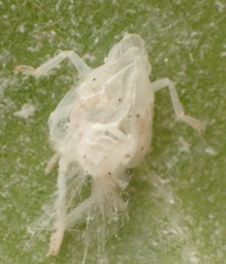 Siphanta acuta
