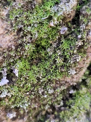Gymnostomum aeruginosum observed 2026-04-18