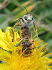Andrena humilis