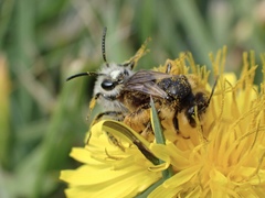Andrena humilis