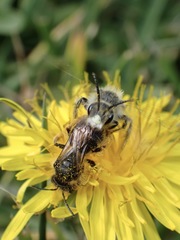Andrena humilis