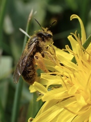 Andrena humilis