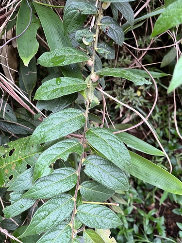 Glochidion eriocarpum, 2026-05-16