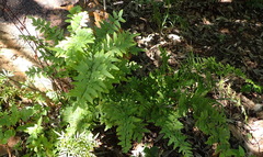 Cheilanthes quadripinnata