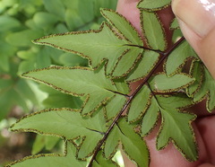 Cheilanthes quadripinnata