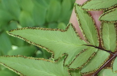 Cheilanthes quadripinnata