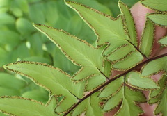 Cheilanthes quadripinnata