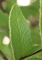 Cheilanthes quadripinnata