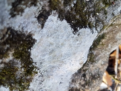 Trapelia placodioides