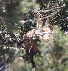 Spinus psaltria