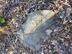 Trapelia placodioides